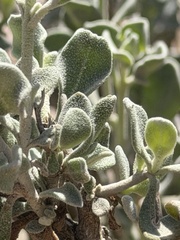 Leucophyllum candidum, photograph author not stated, no rights reserved