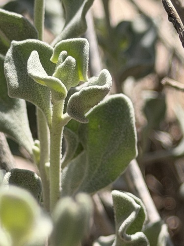 Leucophyllum candidum, photograph 4