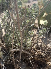 Leucophyllum candidum, photograph author not stated, no rights reserved