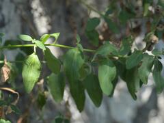 Antirrhinum latifolium