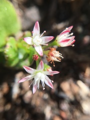 Crassula spathulata