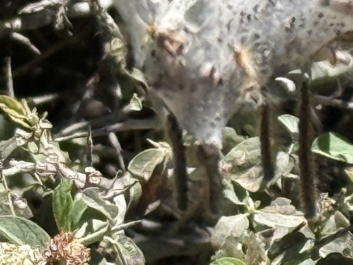iNaturalist observation photo of Western Tent Caterpillar Moth