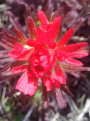 Castilleja affinis