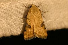 Micrathetis costiplaga