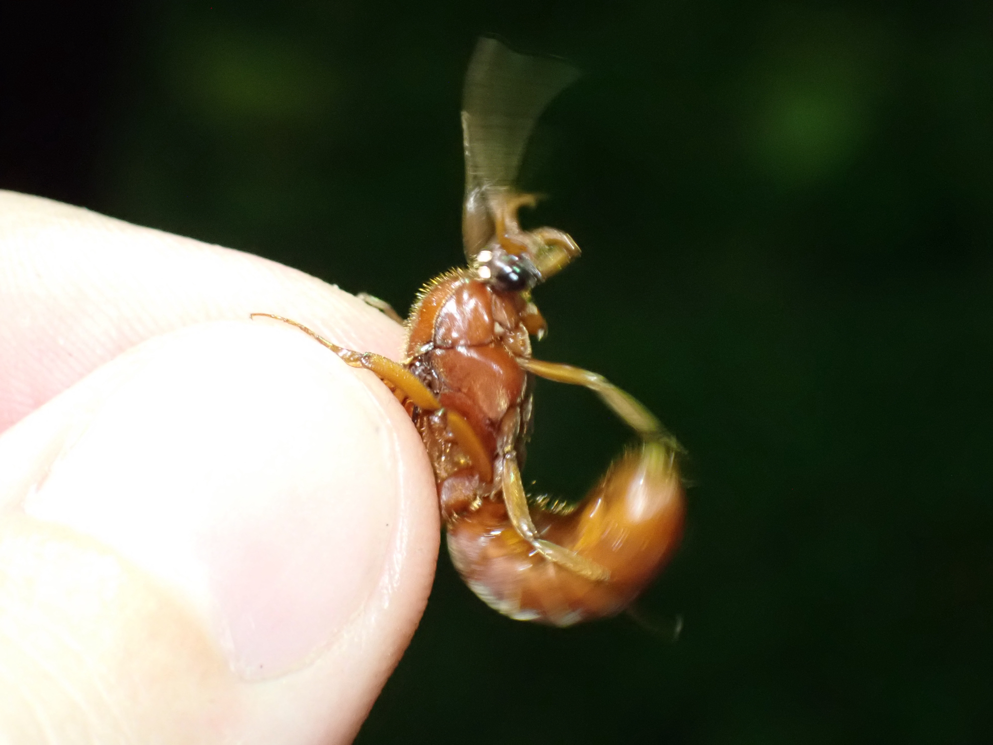 Labidus truncatidens