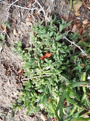 Mesembryanthemoideae