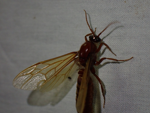 Labidus truncatidensLabidus truncatidens