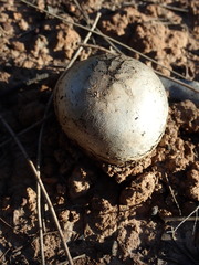 Pisolithus microcarpus