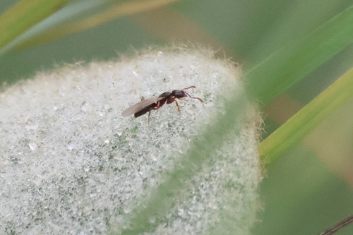 Granulate Crypt Ant