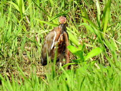 Tigrisoma lineatum lineatum
