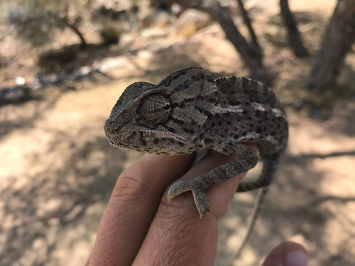 Common Chameleon