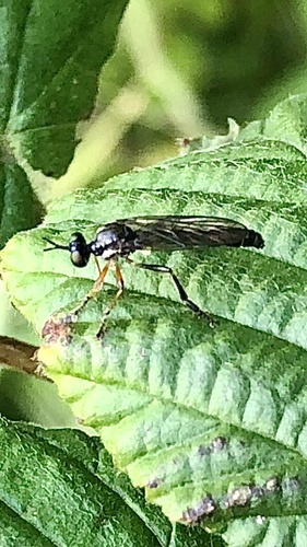 Stripe-legged Robber Fly