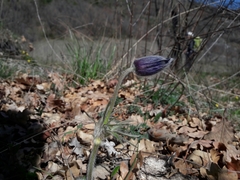 Pulsatilla montana