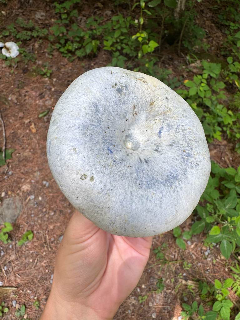 indigo milk cap · July 2026 · photo: Photo: (c) Shelby Lyn Sanders, some rights reserved (CC BY) · iNaturalist
