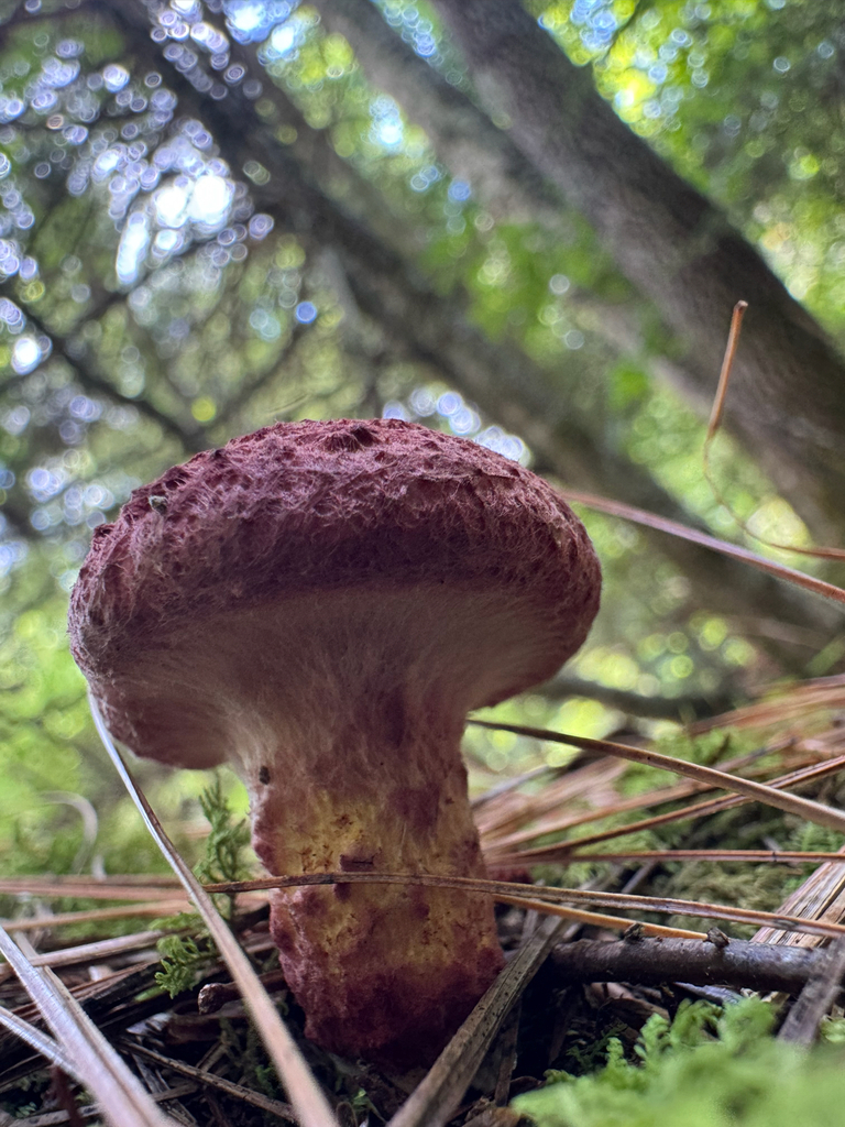 Painted Suillus · July 2026 · photo: Photo: (c) Shelby Lyn Sanders, some rights reserved (CC BY) · iNaturalist