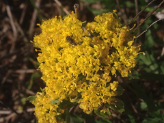 Lomatium utriculatum