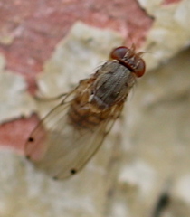 Gitona distigma