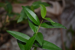 Blepharocalyx salicifolius