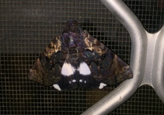 Catephia linteola