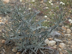 Stephanomeria parryi