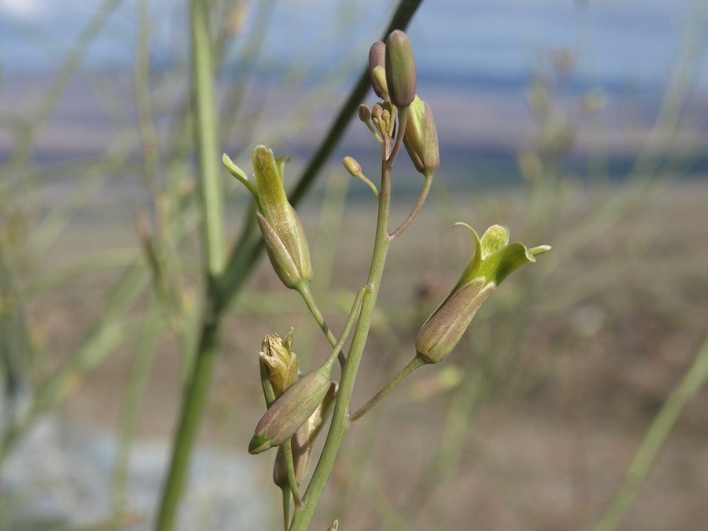 limestone jewelflower