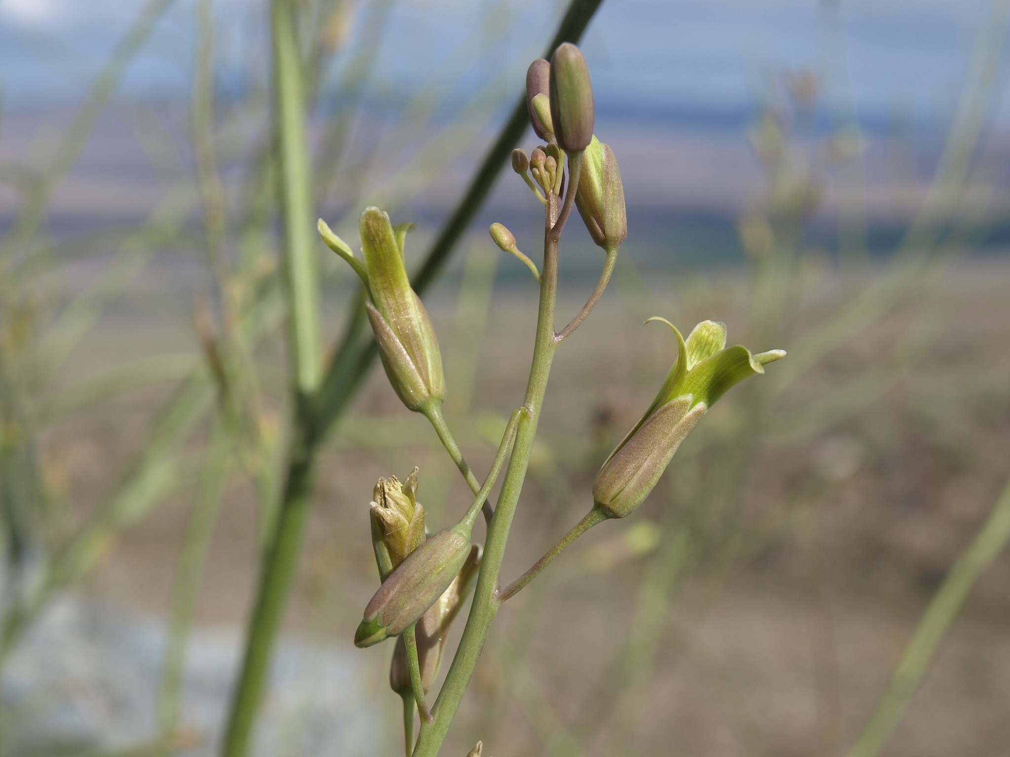 Caulanthus glaucus