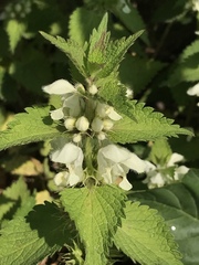Lamium album