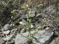 Cryptantha utahensis