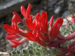 Astragalus coccineus