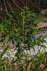 Blepharocalyx salicifolius