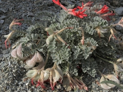 Astragalus coccineus