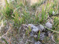 Allocasuarina misera