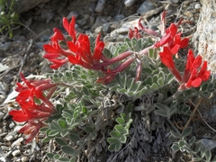 Astragalus coccineus
