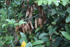 Dalbergia benthamii