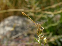Paragomphus lineatus