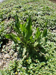 Rumex