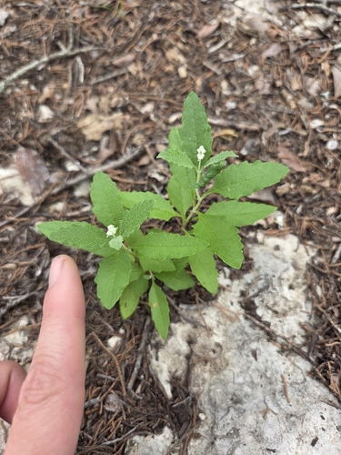 Buddleja racemosa, photograph 3