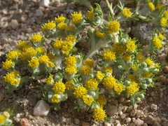 Eriophyllum pringlei