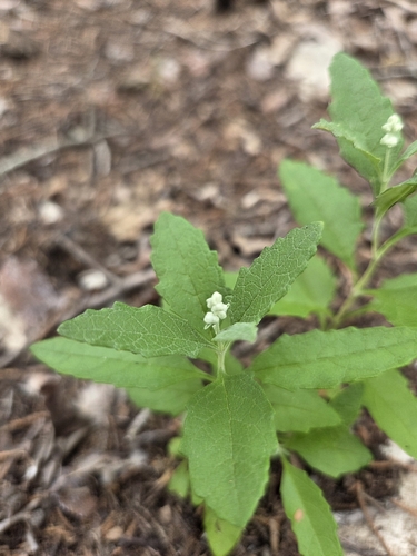 Buddleja racemosa, photograph 4