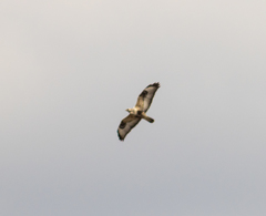 Buteo lagopus lagopus