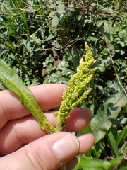 Rumex