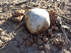 Pisolithus microcarpus