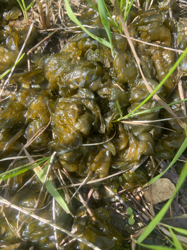Star Jelly