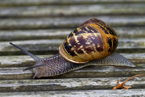 Garden Snail