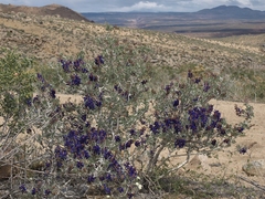 Psorothamnus arborescens minutifolius