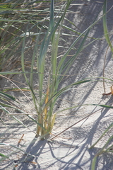 Spinifex sericeus