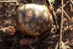 Pisolithus microcarpus