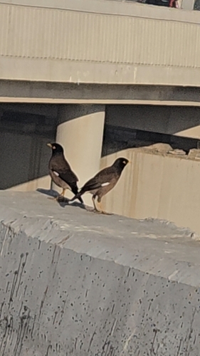 Common Myna