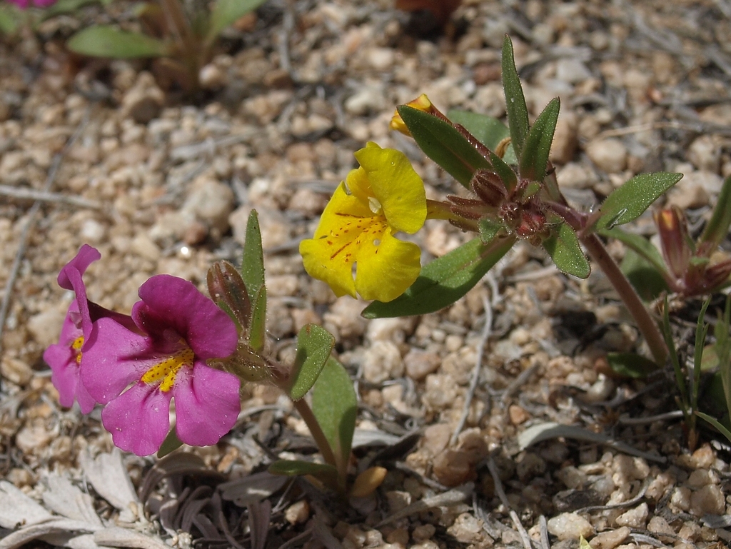 skunky monkeyflower