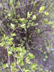 Magnoliopsida